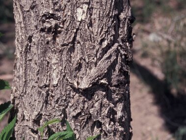 Rough, textured tree bark with green leaves at the bottom edges.