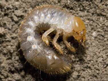 White curled beetle larva with a brown head and bristled body on a dirt background.