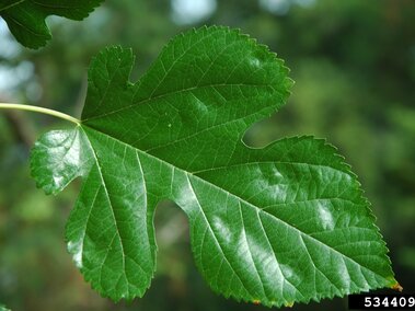 A vibrant green mulberry leaf with visible veins, set against a blurred natural background.