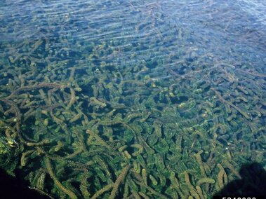 A dense field of Brazilian waterweed submerged in a waterbody