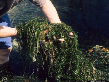 An individual holding a clump of Brazilian waterweed above water