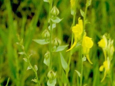 A closeup of the stems, foliage, and flowers of damaltian toadflax