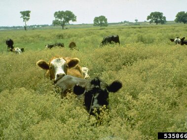 Cows standing in tall perennial pepperweed on a sunny day, with scattered trees in the background.