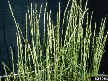 Tall green intermediate wheatgrass stems against a dark background.