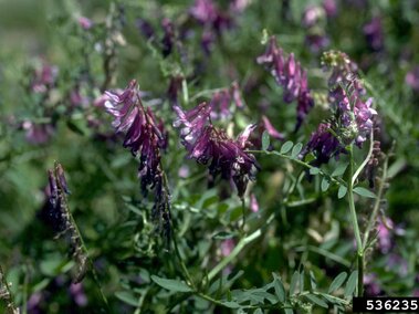 Purple flowering hairy vetch in a grassy outdoor setting.