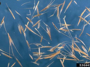 Seeds of downy brome (Bromus tectorum). Reference dot equals 3 mm diameter