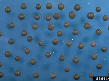 Dark round seeds scattered on a blue surface.