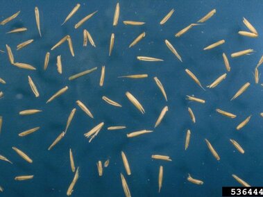 Crested wheatgrass seeds