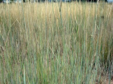 Field of tall intermediate wheatgrass under a light blue sky.