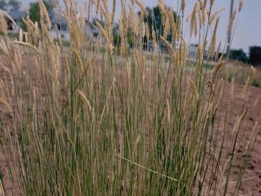 A stand of crested wheatgrass in a dry, disturbed lot