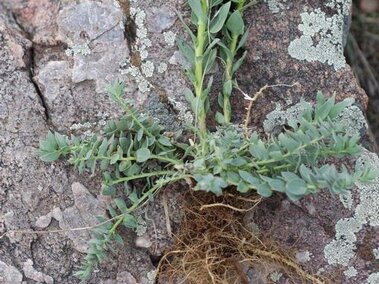 A closeup of a dalmatian toadflax plant with roots visible