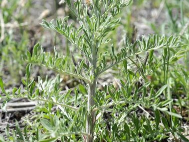 The bolting growth stage of diffuse knapweed