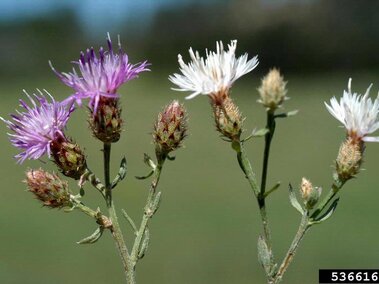 A closeup of diffuse knapweed flowerheads in varying shades of purple and white