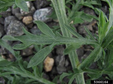 A closeup of diffuse knapweed cauline leaves