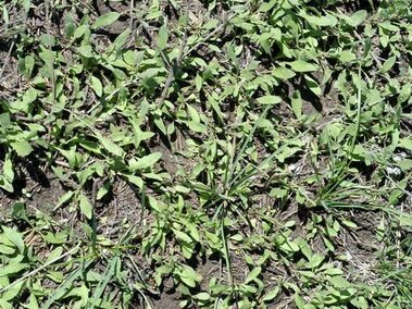 Fall germinated diffuse knapweed seedlings
