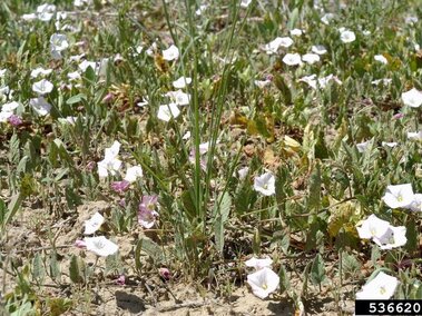 White field bindweed flowers scattered across dry ground with green foliage.