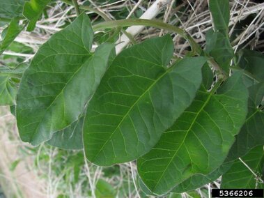 Green, arrowhead-shaped field bindweed leaves on a pale background.
