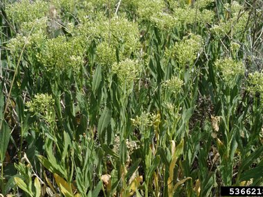 Dense stand of flowering hoary cress in a natural outdoor setting.