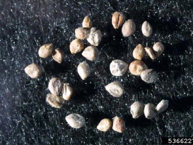 Small beige and brown seeds scattered on a dark textured surface.