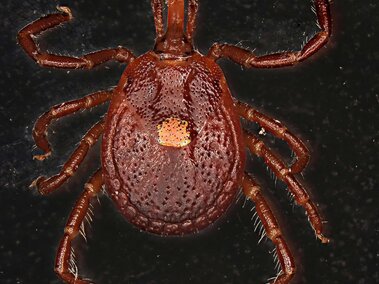 Brown tick with detailed texture on a black background, a pale spot visible on its back.