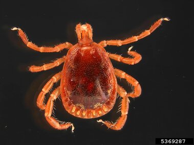 Brown tick with eight legs and a glossy, reddish-brown body on a black background.