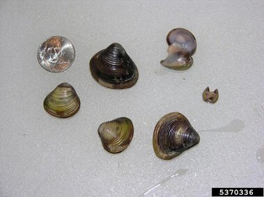 A closeup of several yellow and brown morphs of freshwater golden clam shells in varying sizes next to a nickel for size