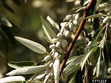 Reddish brown Russian olive branch with green leaves and clusters of small, light-colored fruits.