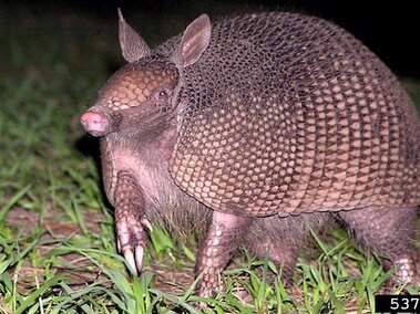 Armadillo walking on grass at night.