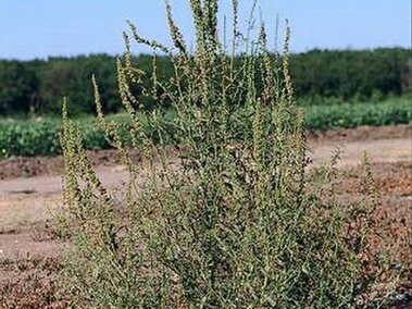 Palmer amaranth with thin leaves on dry soil, farmland visible in the background.