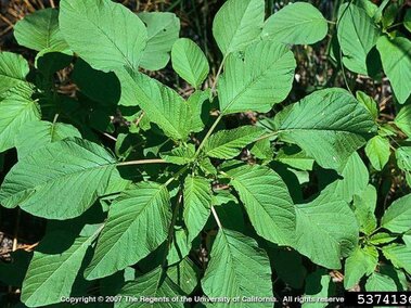 Green leafy plant with broad leaves growing in sunlight.