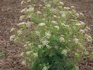 Poison hemlock with small white flowers growing in a tilled, brown soil field.