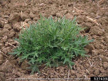 The rosette of a bull thistle plant