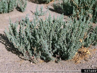 Saltlover growing in dry, sandy soil.