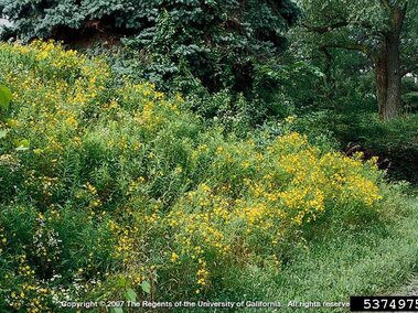 Dense patch of St John's wort growing on a hillside under trees.
