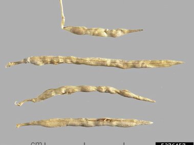 Dry, twisted seed pods in beige tones displayed on a gray background with a centimeter scale below.