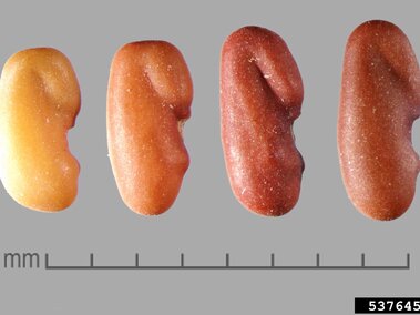 Four seeds transitioning from yellow to dark red, displayed on a gray background with a millimeter scale.
