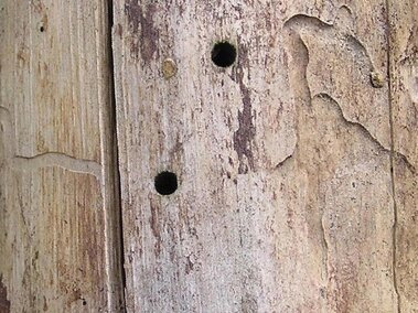 Tree with two small, round holes.