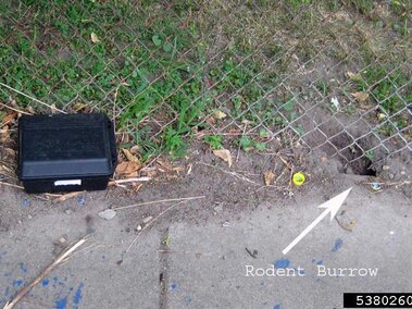 Rodent burrow near fence and bait box on grassy sidewalk edge.