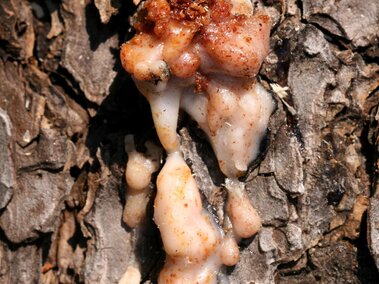 Oozing resin with amber and white tones on rough tree bark.