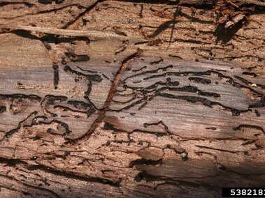 Bark with intricate beetle galleries carved into its surface.