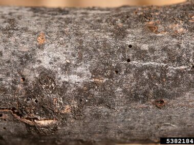 Close-up of a tree bark with small holes and textured surface.