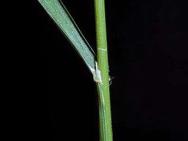 Green grass stem and leaf against a black background.