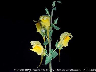 A closeup of the foliage and flowers on a dalmatian toadflax plant