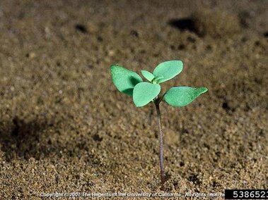 A dalmatian toadflax seedling growing in soil