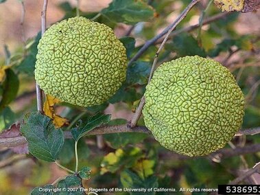 Two bright green, textured fruits hanging on branches with green leaves.
