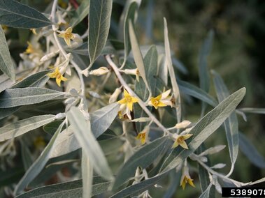 Yellow flowers and silvery-green leaves on a branch, set against a blurred natural background.
