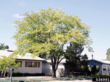 Green honey locust tree in a suburban neighborhood. 