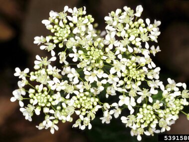 Cluster of small white flowers with green buds against a blurred brown background.