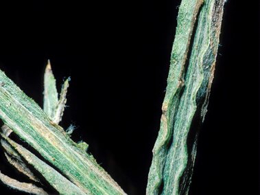 Yellow starthistle stem with ridges and textures against a black background.