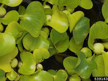 Water hyacinth leaves.